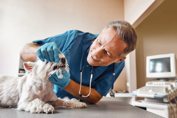 Best After-Hours Emergency Dentist in Livingston, CA